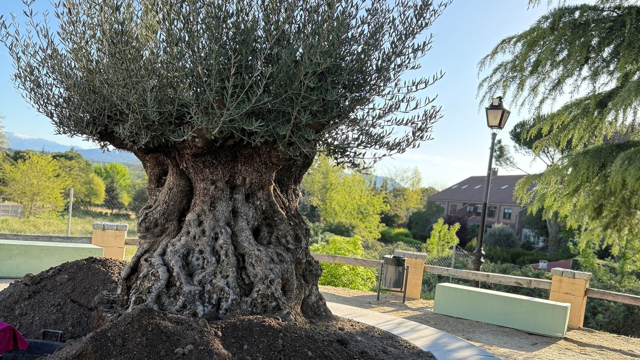 Un olivo por los 500 años de historia de Galapagar