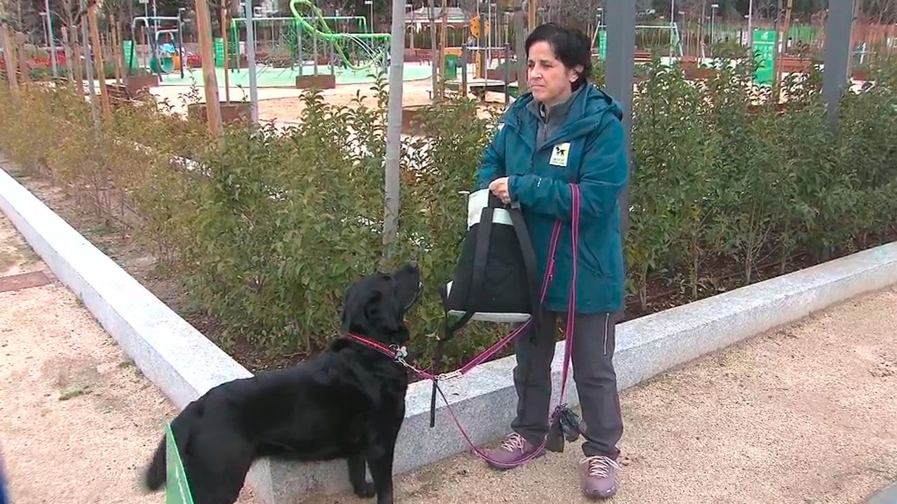 La ONCE busca familias que acojan a cachorros antes de ser formados como perros guía