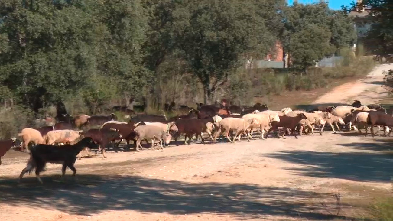 Ovejas bomberos, las aliadas para la prevención de incendios en la Comunidad de Madrid