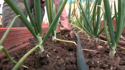 Los mejores trucos para sembrar cebollas, un vegetal que cubría los ojos de las momias