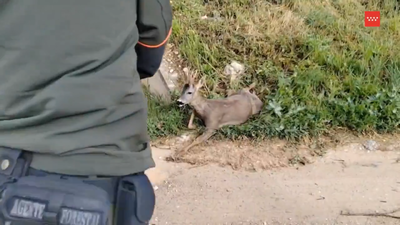 Agentes forestales rescatan un corzo herido en Belmonte de Tajo