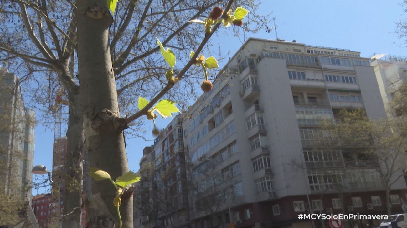¿Por qué hay cada vez más alergias?