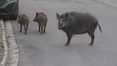 Declarada la emergencia por superpoblación de jabalíes en 124 municipios madrileños