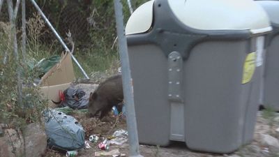 Jaulas, trampas y caza controlada para reducir la superpoblación de jabalíes en 124 municipios de la región