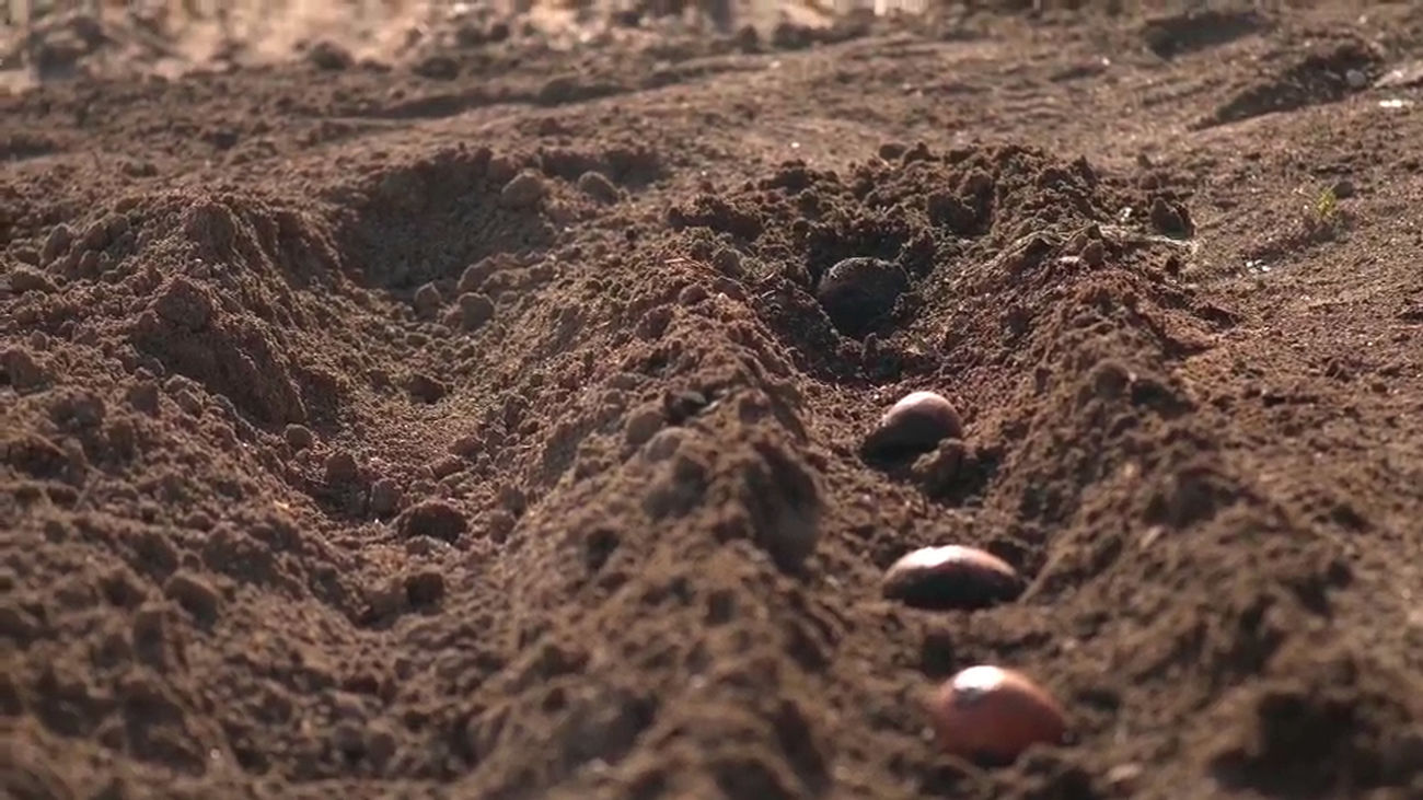 ¿Cómo sembrar patatas? Este es el truco para que no tengan orugas