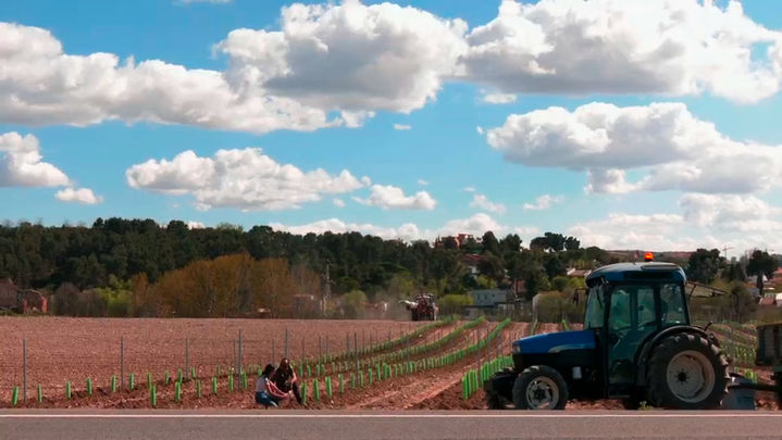 Viñedos / Redacción
