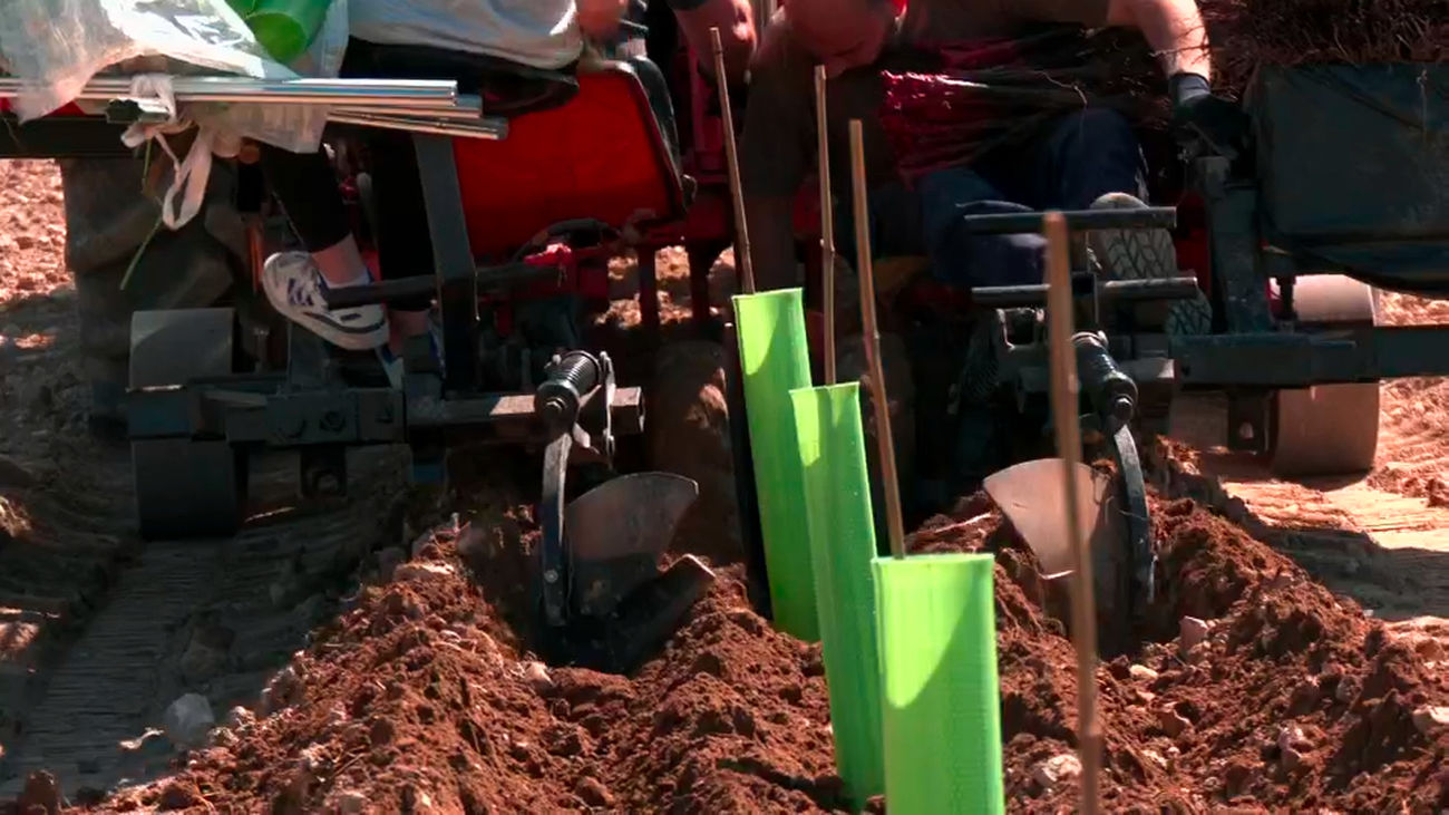 El tractor de invención propia que emplean en Arganda para plantar viñedos