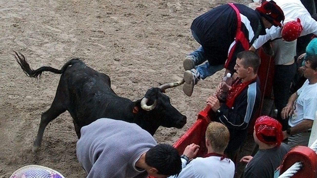 Suelta de vaquillas en un festejo