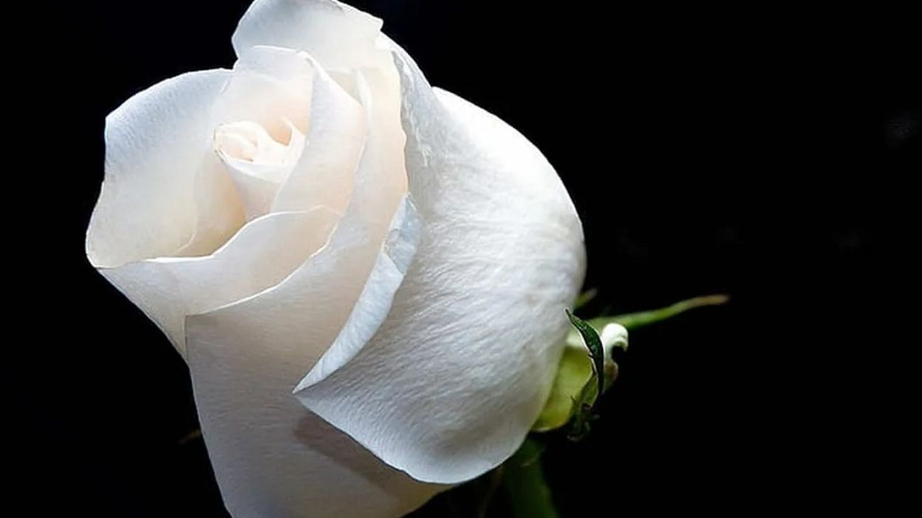 La dama de la rosa blanca: la misteriosa historia de un romance en torno a la iglesia San José