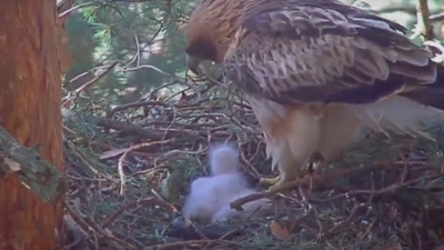 Sigue en directo los primeros días de una nueva águila calzada en la Sierra de Guadarrama