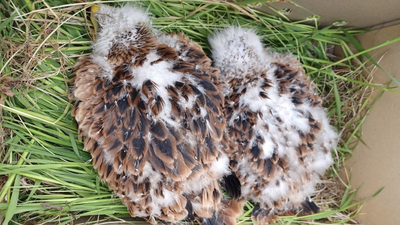 Agentes forestales recuperan dos crías de milano real tras electrocutarse uno de los adultos