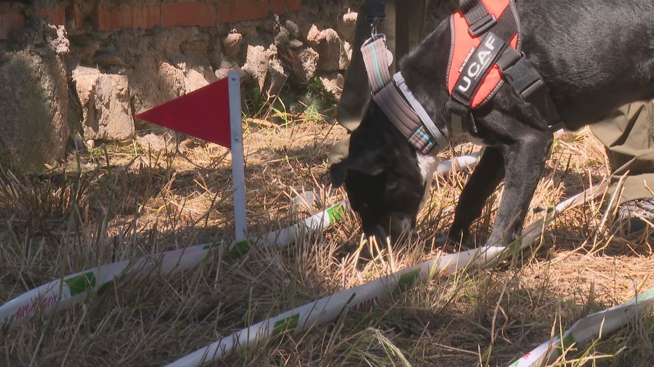Los perros que combaten incendios