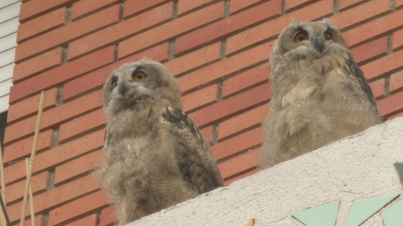 Una pareja de búhos reales anida en un tercer piso de una urbanización de Pozuelo de Alarcón