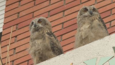 Una pareja de búhos reales anida en un tercer piso de una urbanización de Pozuelo de Alarcón