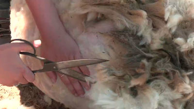 Las ovejas disfrutan de la primavera tras ser esquiladas por motivos de salud