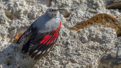 Pequeño, esquivo y enigmático, así es el pájaro elegido como 'Ave del Año 2025'