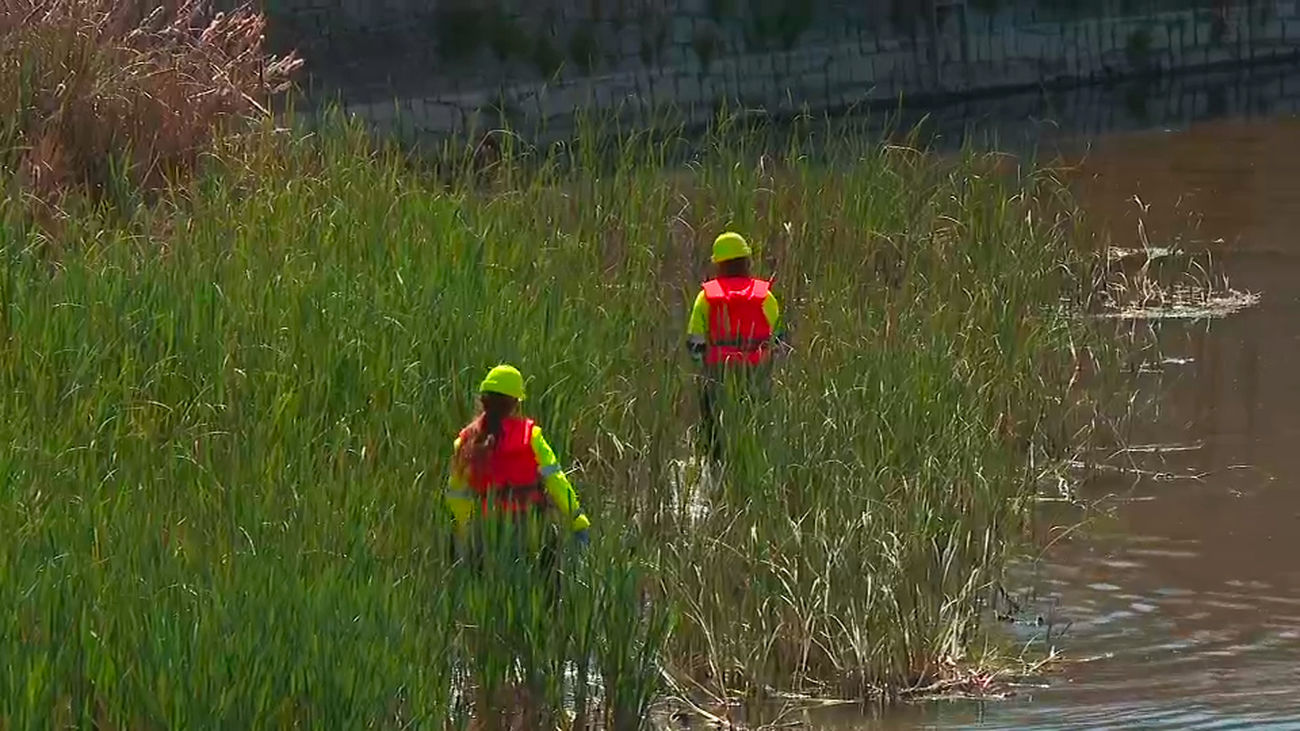 Madrid combate la presencia de la mosca negra en el Manzanares
