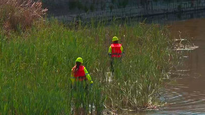 Madrid combate la presencia de la mosca negra en el Manzanares