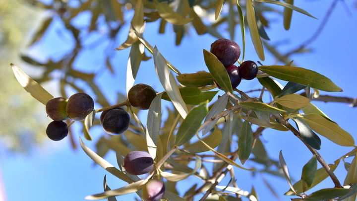 Aceitunas en un olivo