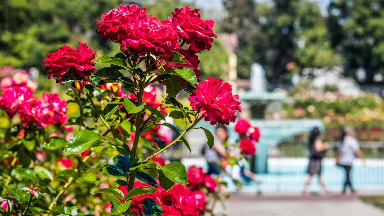 La Rosaleda de El Retiro brilla en todo su esplendor con la floración de sus rosas