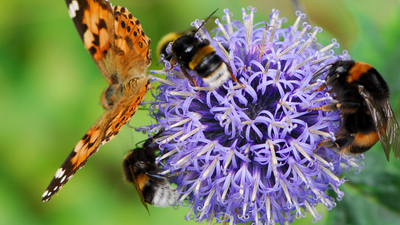 Majadahonda retrasa algunas siegas para proteger los polinizadores