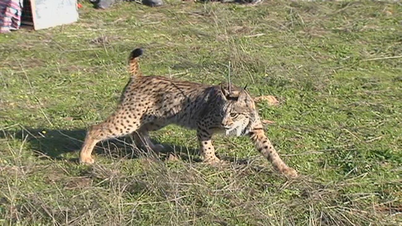 Nuevo máximo histórico de linces en la península ibérica: 2.401 ejemplares en 2024