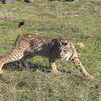 Nuevo máximo histórico de linces en la península ibérica: 2.401 ejemplares en 2024