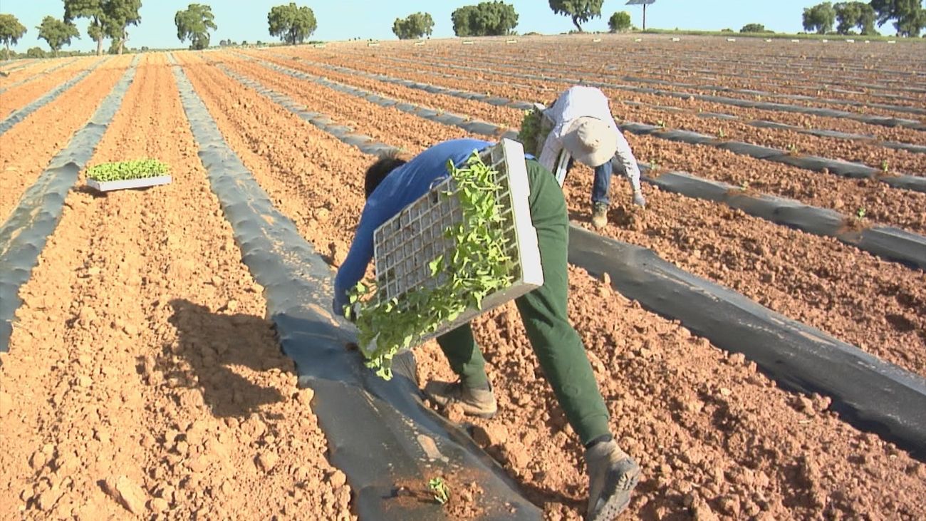 En Villamanrique del Tajo ha comenzado la plantación del melón madrileño