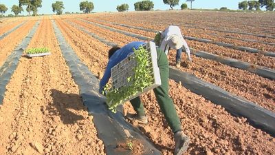 En Villamanrique del Tajo ha comenzado la plantación del melón madrileño