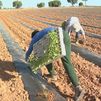 En Villamanrique del Tajo ha comenzado la plantación del melón madrileño