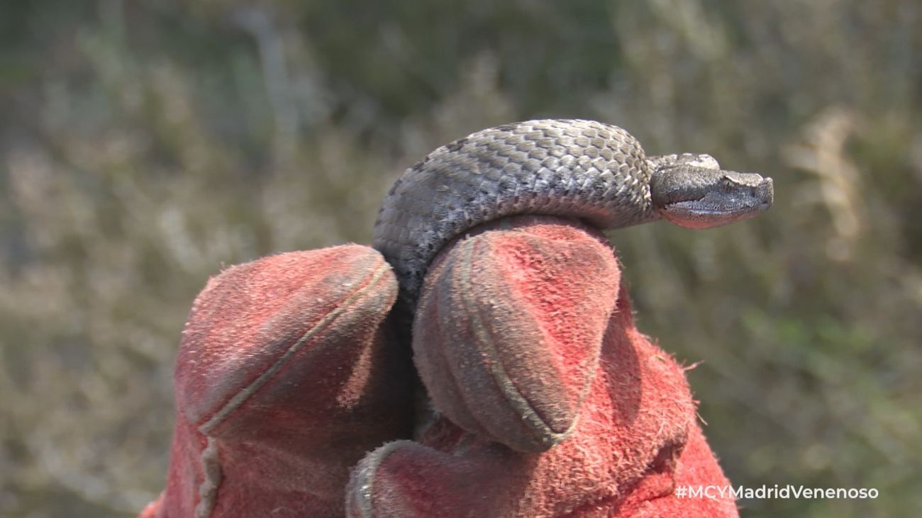 Mi cámara y yo: Madrid venenoso