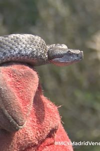 Mi cámara y yo: Madrid venenoso