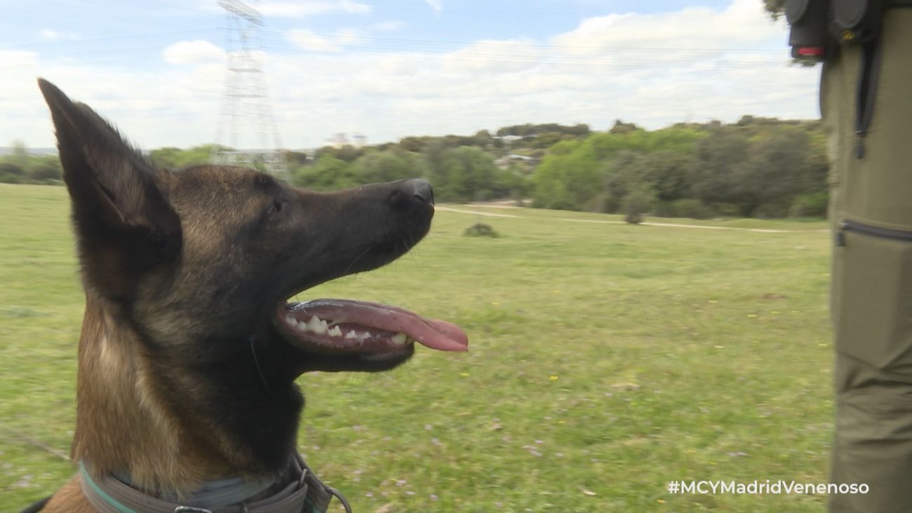 ¿Cómo entrenan los agentes forestales a los perros que patrullan el campo de Madrid en busca de veneno?