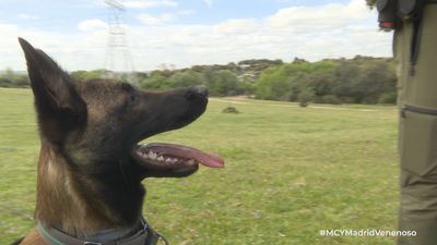 ¿Cómo entrenan los agentes forestales a los perros que patrullan el campo de Madrid en busca de veneno?