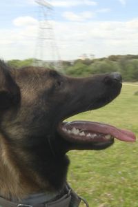 ¿Cómo entrenan los agentes forestales a los perros que patrullan el campo de Madrid en busca de veneno?