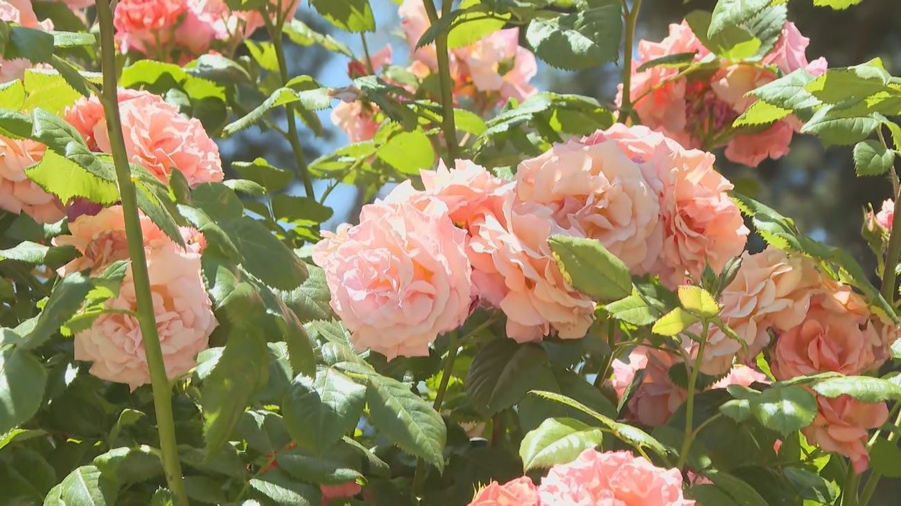 Madrid elige su rosa más bonita