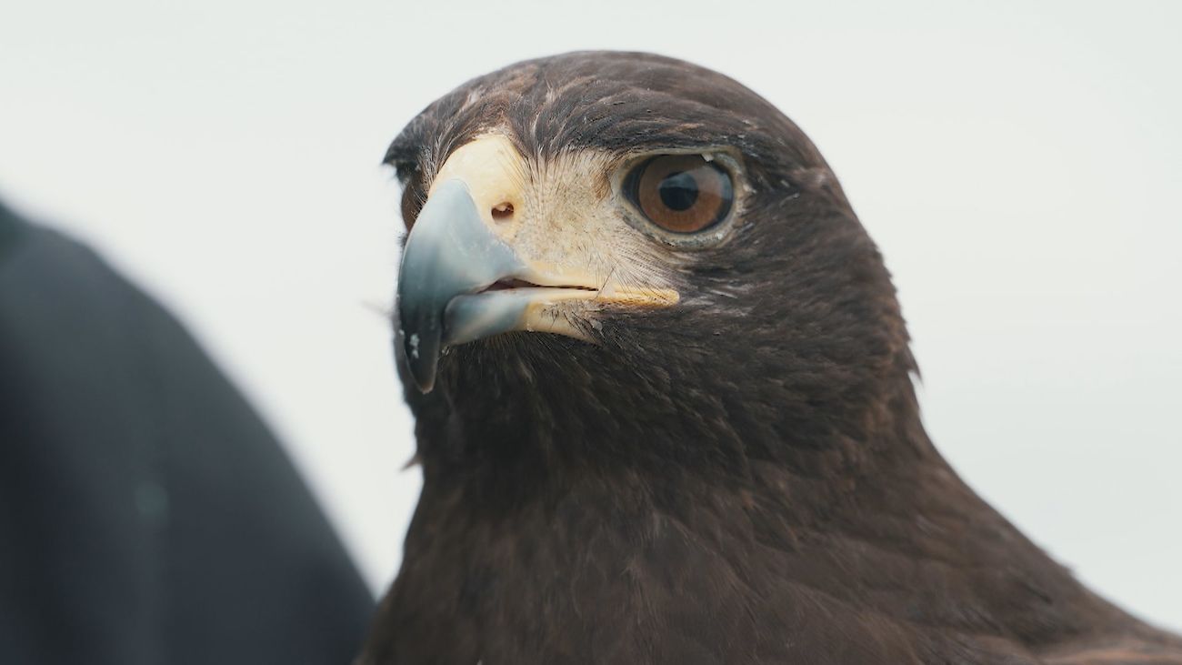 Palomares ecológicos controlados por aves rapaces gracias a la cetrería