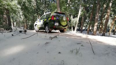 Agentes forestales peinan Madrid para evitar Incendios por la peligrosa pelusa de chopo