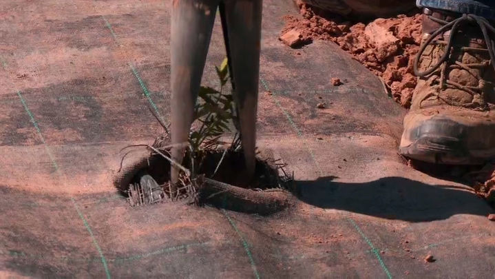 Picopato / Redacción