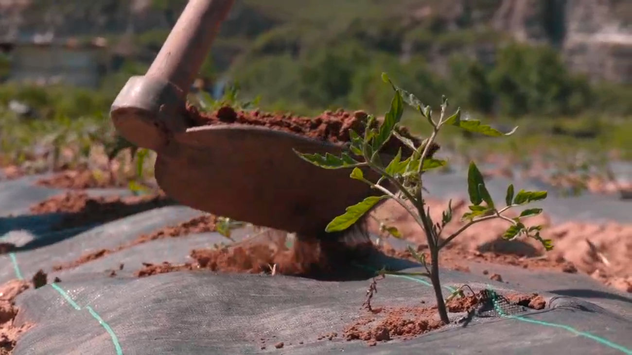 Ponemos a prueba el plantador picopato para sembrar tomates