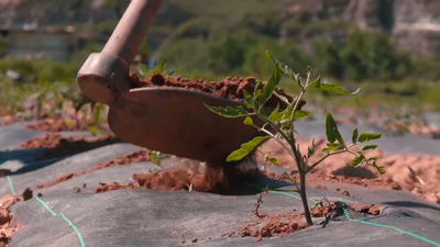 Ponemos a prueba el plantador picopato para sembrar tomates