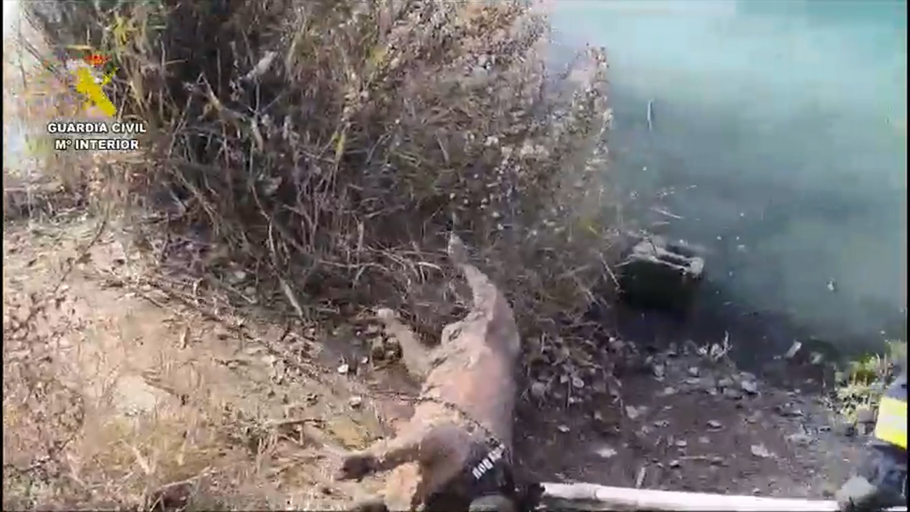 Un detenido y un investigado tras aparecer ahogado un perro atado y sujeto a bloques de hormigón en Arganda