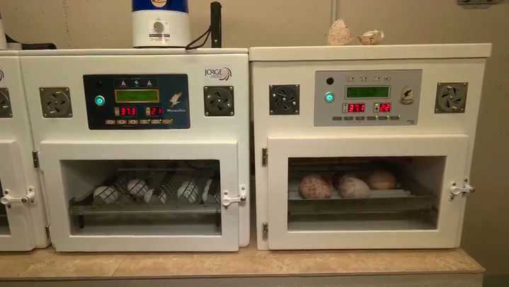 Huevos de buitre negro / Redacción