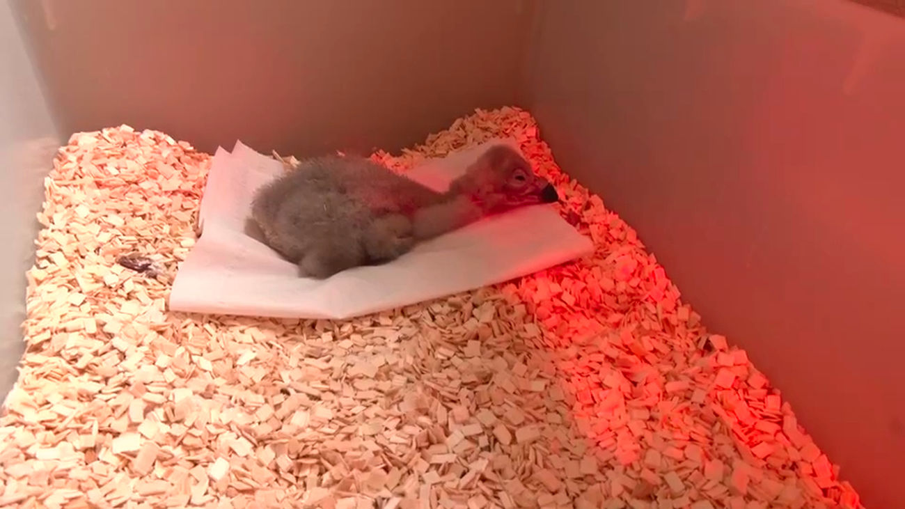 ‘Buitrito’, el buitre negro recuperado de la naturaleza tras quedarse huerfano