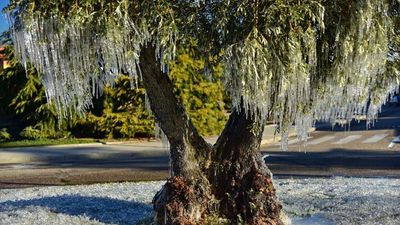 El Ayuntamiento de Soto del Real abre el plazo para votar por el 'Árbol del año 2025'