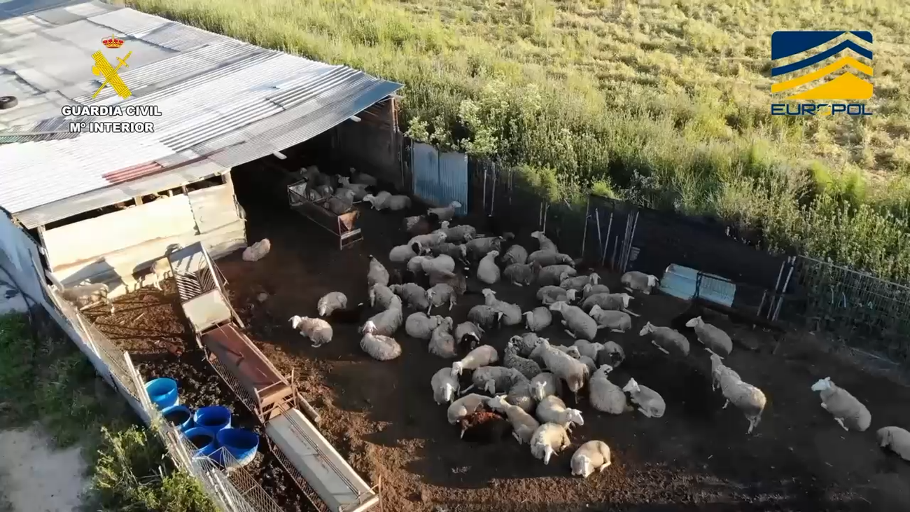 La red dedicada al tráfico ilegal de carne la vendía a restaurantes de Usera y Cobo Calleja y por internet