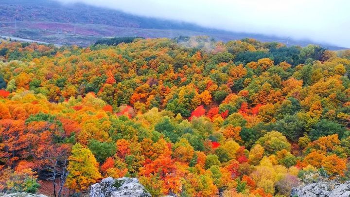 Bosques únicos y una naturaleza propia del paraíso más cerca de lo que crees en Madrid