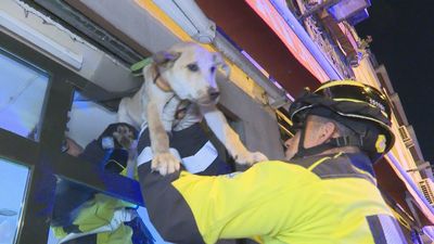 Los bomberos rescatan a un cachorro al que el dueño había abandonado dentro de su bar, en Tirso de Molina