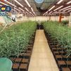 Desmantelan una plantación de marihuana en un chalet en Aranjuez