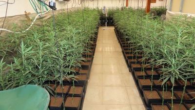 Desmantelan una plantación de marihuana en un chalet en Aranjuez
